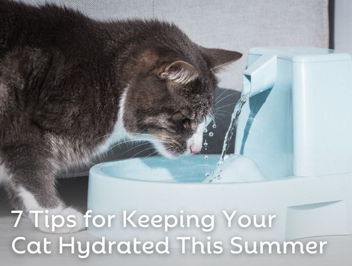 7 Tips for Keeping Your Cat Hydrated This Summer